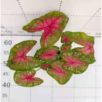 caladium nixia indoor living plants